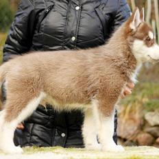 Siberian husky Smooth Ride Legend of the Spirit "Smutti"