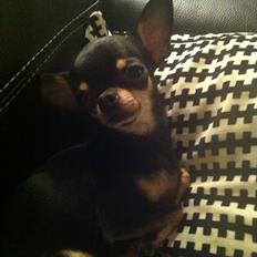 Chihuahua Dyrhøjgård's Babe *DKK*