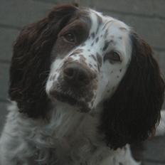 Engelsk springer spaniel Zita