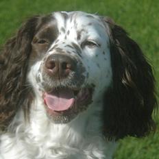 Engelsk springer spaniel Zita