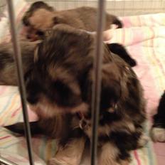 Blanding af racer Molly<3