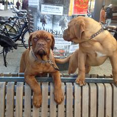 Dogue de bordeaux Siem Blair the Queen Bee