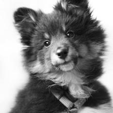 Shetland sheepdog Jessie