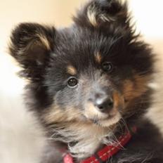 Shetland sheepdog Jessie