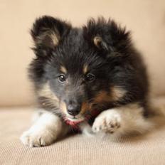 Shetland sheepdog Jessie