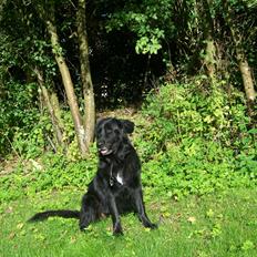 Newfoundlænder Bamse