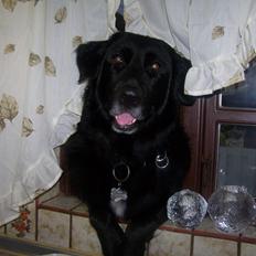 Newfoundlænder Bamse