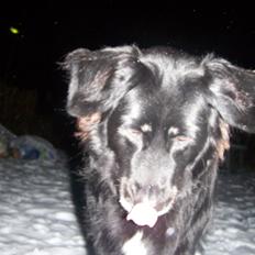 Newfoundlænder Bamse