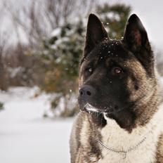 American Akita Zoey<3<3