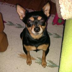 Blanding af racer Tarzan