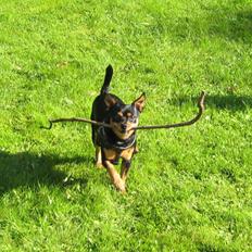 Blanding af racer Tarzan