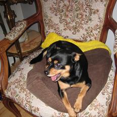 Blanding af racer Tarzan