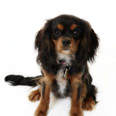 Cavalier king charles spaniel Malou