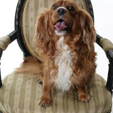 Cavalier king charles spaniel Samson