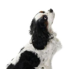 Cavalier king charles spaniel Willie