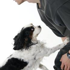 Cavalier king charles spaniel Willie