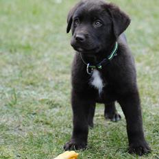 Blanding af racer Basse