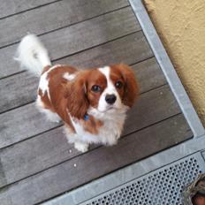 Cavalier king charles spaniel Kasper