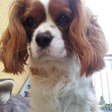 Cavalier king charles spaniel Kasper