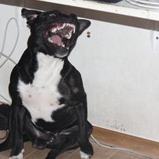 Staffordshire bull terrier Kenzo