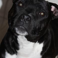 Staffordshire bull terrier Kenzo