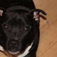 Staffordshire bull terrier Kenzo