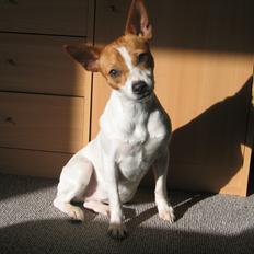 Blanding af racer Lady