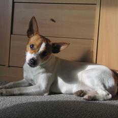 Blanding af racer Lady