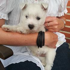 West highland white terrier Tacco