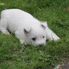 West highland white terrier Tacco