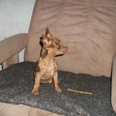 Chihuahua Gizmo