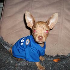 Chihuahua Gizmo
