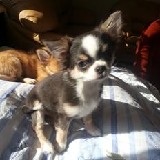 Chihuahua LabellosChis Dancing Vienetta