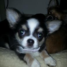 Chihuahua LabellosChis Dancing Vienetta