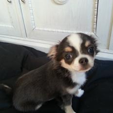 Chihuahua LabellosChis Dancing Vienetta