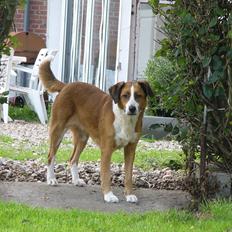 Blanding af racer Mille