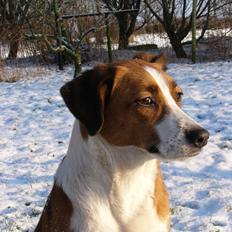 Blanding af racer Mille