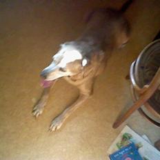Labrador retriever Cignel (min mosters)