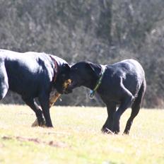 Labrador retriever Blue