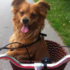 Blanding af racer Loui aka Louise