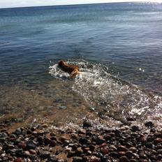 Blanding af racer Olsen