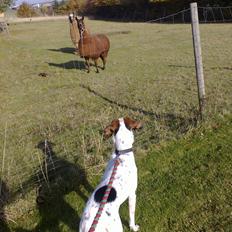 Blanding af racer luna