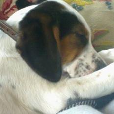 Blanding af racer luna