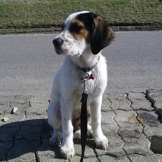 Blanding af racer luna