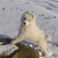 Samojedhund J. CH Cabaka's Yang yang (Bamse)