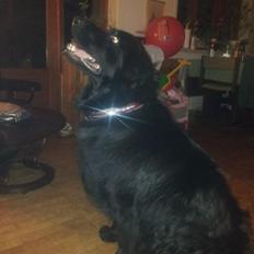 Blanding af racer Chowchow - Basse