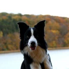 Border collie Diesel
