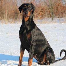 Dobermann Proud Danish Dream Of Mine