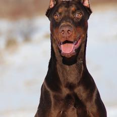 Dobermann Master Mia V Masterhof