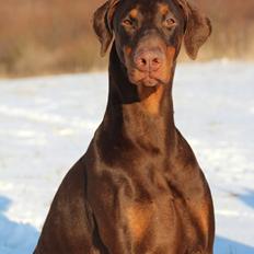 Dobermann Serbian Star V Masterhof